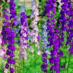 Larkspur Rocket Mix Flower Seeds - 200+ Purple & White Annuals, Outdoor - Image 1
