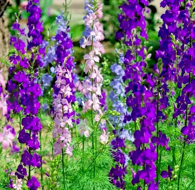 Larkspur Rocket Mix Flower Seeds - 200+ Purple & White Annuals, Outdoor - Image 1