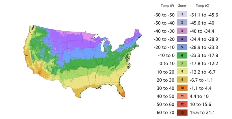Larkspur Rocket Mix Seeds - 200+ Purple & White Annual Flower Seeds for Garden - Image 3