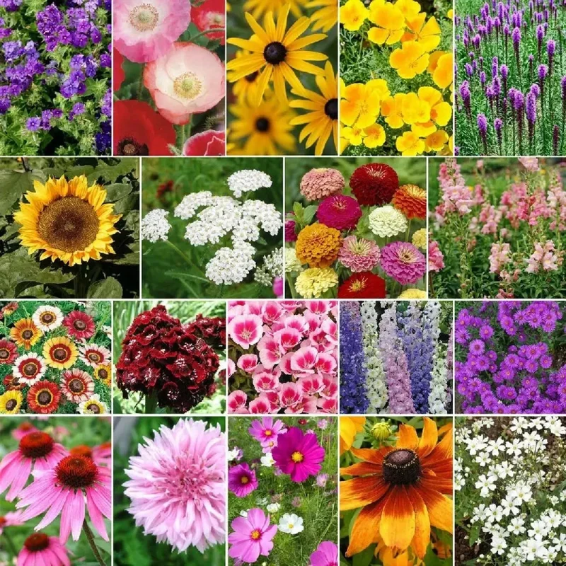 Late Bloomer Wildflower Mix Seeds - 35+ Autumn & Fall Bloom Seeds - Outdoor - Image 2