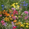Late Bloomer Wildflower Mix Seeds - 35+ Autumn & Fall Bloom Seeds - Outdoor - Image 1