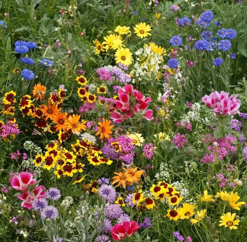 Late Bloomer Wildflower Mix Seeds - 35+ Autumn & Fall Bloom Seeds - Outdoor - Image 1
