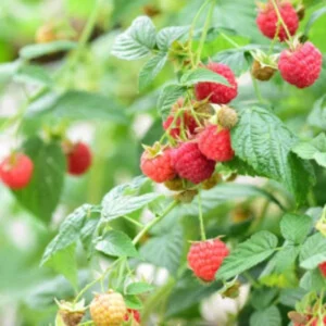 Latham Red Raspberry Starter Plug - Cold Hardy Summer-Bearing Live Plant, USDA Zones 3-8 - Image 3