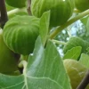 Lattarula Honey Fig Tree Live Plant - Hardy & Delicious Fruit - Image 1