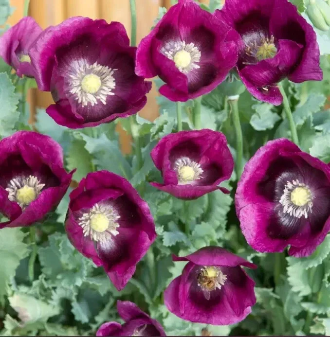Lauren's Grape Poppy Seeds - 500 Non-GMO Purple Flower Seeds for Bees & Butterflies - Image 2