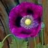 Lauren's Grape Poppy Seeds - 500 Non-GMO Purple Flower Seeds for Bees & Butterflies - Image 1