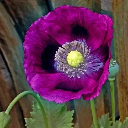 Lauren's Grape Poppy Seeds - 500 Non-GMO Purple Flower Seeds for Bees & Butterflies - Image 1