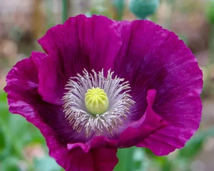 Lauren's Grape Poppy Seeds - 500 Non-GMO Purple Flower Seeds for Bees & Butterflies - Image 4