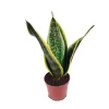 Laurentii Snake Plant Live Plant – Sansevieria – 4" Pot – Indoor - Image 1