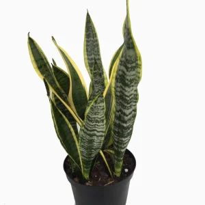 Laurentii Snake Plant Live Plant – Sansevieria – 6 inch Pot – Indoor Houseplant - Image 1