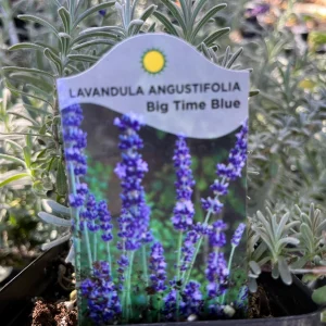 Lavender Big Time Blue Live Plant – Fragrant Perennial Herb – 4 inch Pot – Outdoor - Image 1
