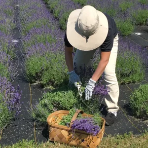 Lavender Essential Oil 100% Pure - USA Grown Distilled Aromatherapy - Image 9