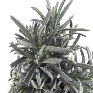 Lavender Herb Tree Live Plant - 6