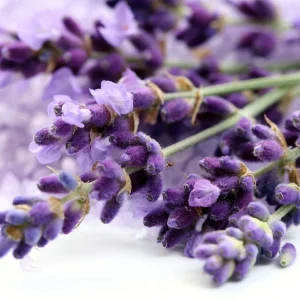 Lavender Herb Tree Live Plant - 6