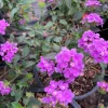 Lavender Lantana Live Plant - 1 Gallon Pot, 3-5" Tall, Outdoor Perennial - Image 1