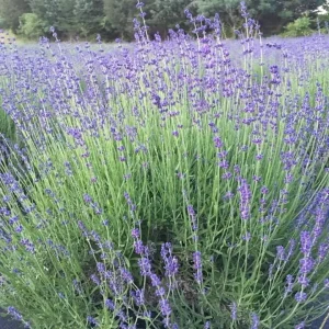 Lavender Live Plant - Aromatic Herb, 3.5 inch Pot, Outdoor Perennial - Image 2