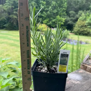 Lavender Live Plant - Aromatic Herb, 3.5 inch Pot, Outdoor Perennial - Image 8