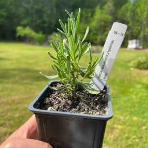 Lavender Live Plant - Aromatic Herb for Spa & Garden - 3.25 inch Pot - Image 6