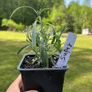 Lavender Live Plant - Aromatic Herb for Spa & Garden - 3.25 inch Pot - Image 8