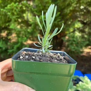 Lavender Live Plant - Aromatic Herb for Spa & Garden - 3.25 inch Pot - Image 9
