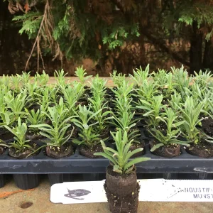 Lavender Live Plant - Aromatic Herb Well Rooted Plugs - Starter Plants for Garden & Pots - Image 4