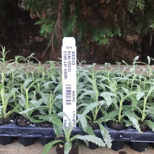 Lavender Live Plant - Aromatic Herb Well Rooted Plugs - Starter Plants for Garden & Pots - Image 5