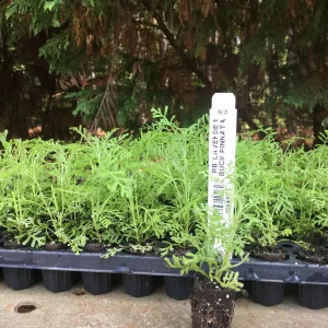 Lavender Live Plant - Aromatic Herb Well Rooted Plugs - Starter Plants for Garden & Pots - Image 6