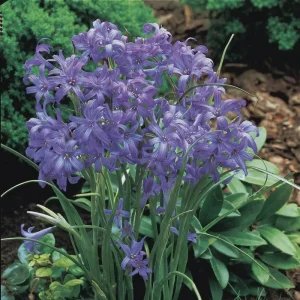 Lavender Mountain Lily Bulbs - Rare Perennial Flower for Gardens - Image 1