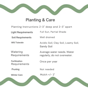 Lavender Mountain Lily Bulbs - Rare Perennial Flower for Gardens - Image 4