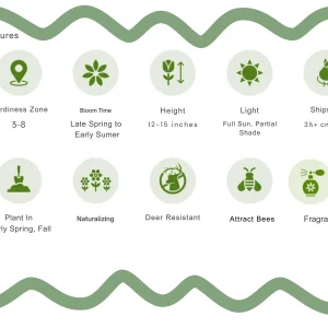 Lavender Mountain Lily Bulbs - Rare Perennial Flower for Gardens - Image 5