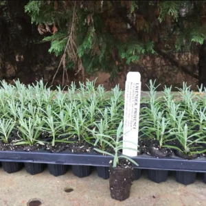 Lavender Provence Live Plant Plug - Aromatic French Herb Starter, 1-3