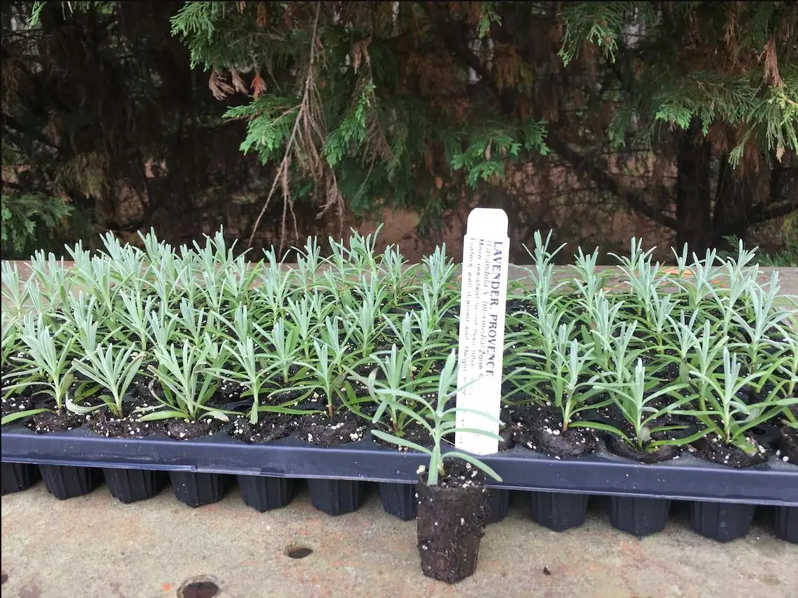 Lavender Provence Live Plant Plug - Aromatic French Herb Starter, 1-3" Tall - Image 10