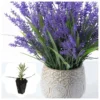 Lavender Provence Live Plant Plug - Aromatic French Herb Starter, 1-3" Tall - Image 1