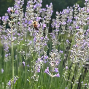 Lavender Provence Live Plant Plug - Aromatic French Herb Starter, 1-3