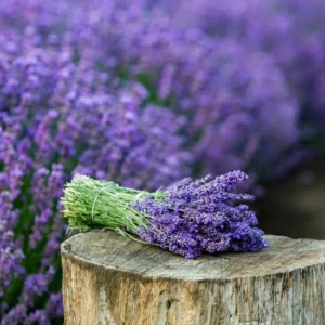 Lavender Provence Live Plant Plug - Aromatic French Herb Starter, 1-3