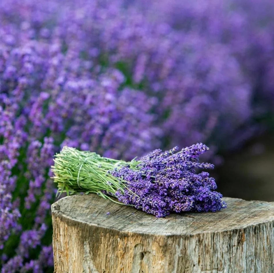 Lavender Provence Live Plant Plug - Aromatic French Herb Starter, 1-3" Tall - Image 6