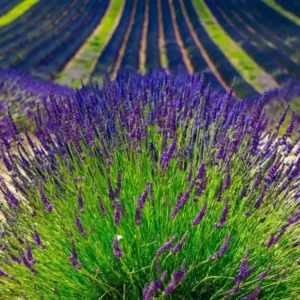 Lavender Provence Live Plant Plug - Aromatic French Herb Starter, 1-3