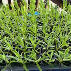 Lavender Provence Live Plant Plug - Aromatic French Herb Starter, 1-3