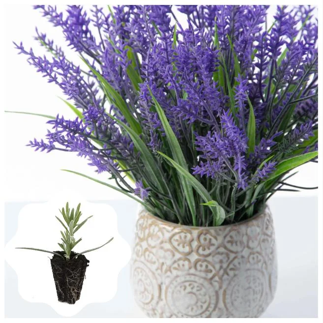Lavender Provence Live Plant Plug - Aromatic French Herb Starter, 1-3" Tall - Image 1