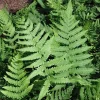 Leatherwood Fern Bare-root - Live Plant - Easy Care Green Foliage - Image 1
