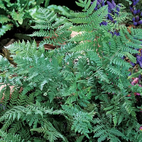 Leatherwood Fern Bare-root - Live Plant - Easy Care Green Foliage - Image 2