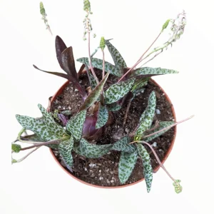 Ledebouria ovatifolia 'Silver Squill' Succulent Live Plant - Image 1