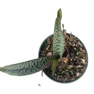 Ledebouria ovatifolia 'Silver Squill' Succulent Live Plant - Image 5