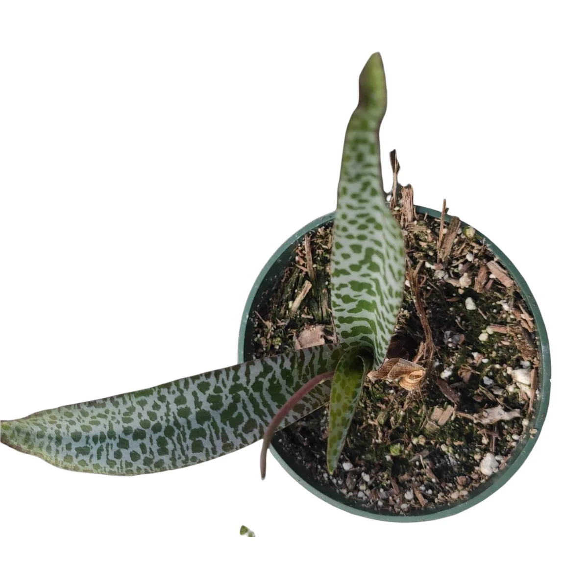 Ledebouria ovatifolia 'Silver Squill' Succulent Live Plant - Image 5
