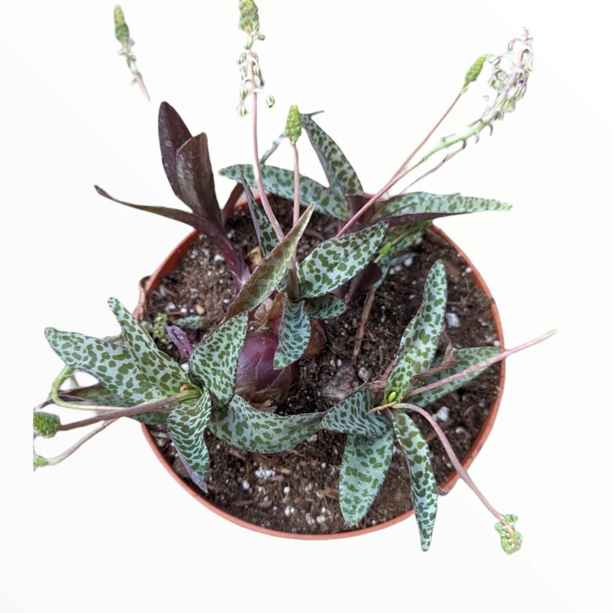 Ledebouria ovatifolia 'Silver Squill' Succulent Live Plant - Image 1