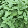 Lemon Balm Live Starter Plant - 3-6" Tall - Fragrant Perennial Herb - Image 1