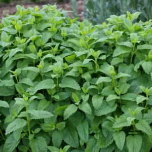 Lemon Balm Live Starter Plant - 3-6