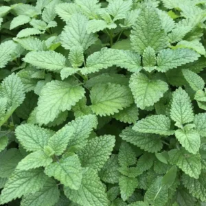Lemon Balm Live Starter Plant - 3-6