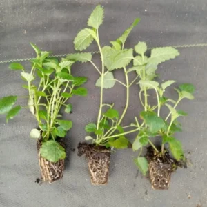 Lemon Balm Live Starter Plant - 3-6