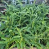 Lemon Button Fern Live Plant – Nephrolepis Cordifolia – 2" Pot, 4-6" Tall – Indoor Houseplant - Image 1